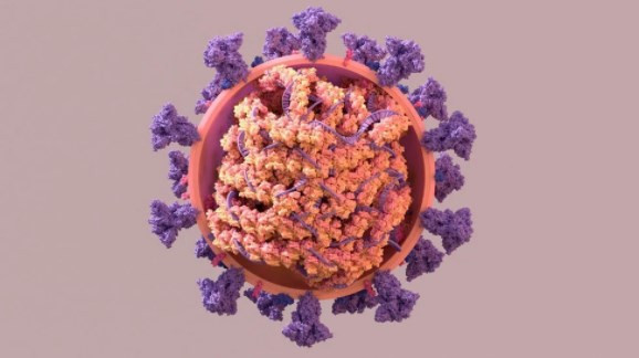 T hücrelerini hedefleyen ilk korona virüs aşısının sonuçları paylaşıldı
